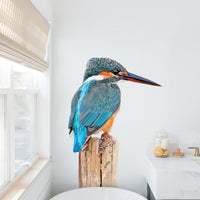 Kingfisher Wall Decal Your Decal Shop Wall Decal NZ