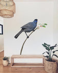 Kokako Wall Decal Your Decal Shop Wall Decal NZ