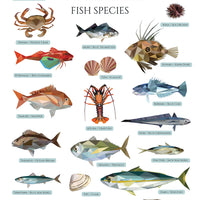 Aotearoa New Zealand Fish Species Wall Decal