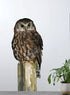 Morepork Wall Decal Your Decal Shop Wall Decal NZ