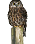 Morepork Wall Decal Your Decal Shop Wall Decal NZ
