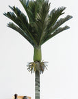 Nikau Palm Wall Decal Your Decal Shop Wall Decal NZ