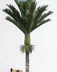 Nikau Palm Wall Decal Your Decal Shop Wall Decal NZ