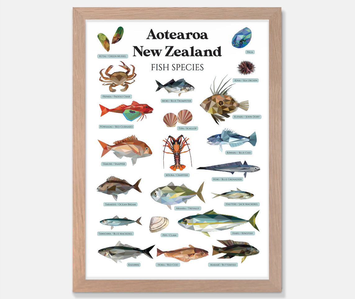 NZ Fish Species Art Print