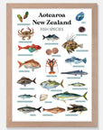 NZ Fish Species Art Print