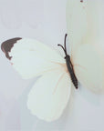 3D Butterfly Wall Art