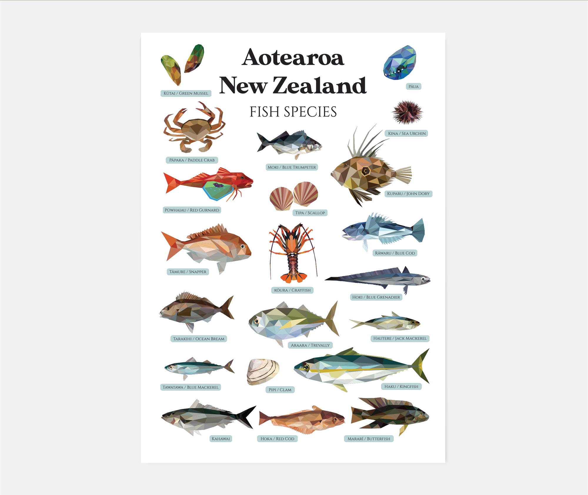 Aotearoa New Zealand Fish Species Art Print – YDS STUDIO