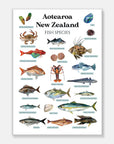 NZ Fish Species Art Print
