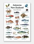 NZ Fish Species Art Print