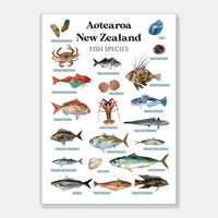 NZ Fish Species Art Print