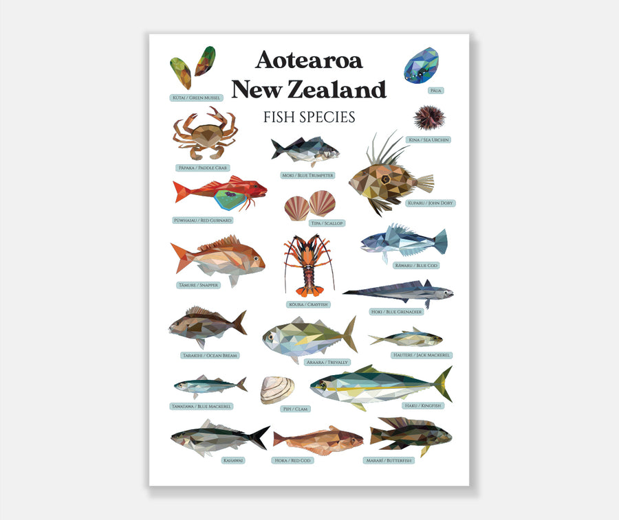 NZ Fish Species Art Print – YDS STUDIO
