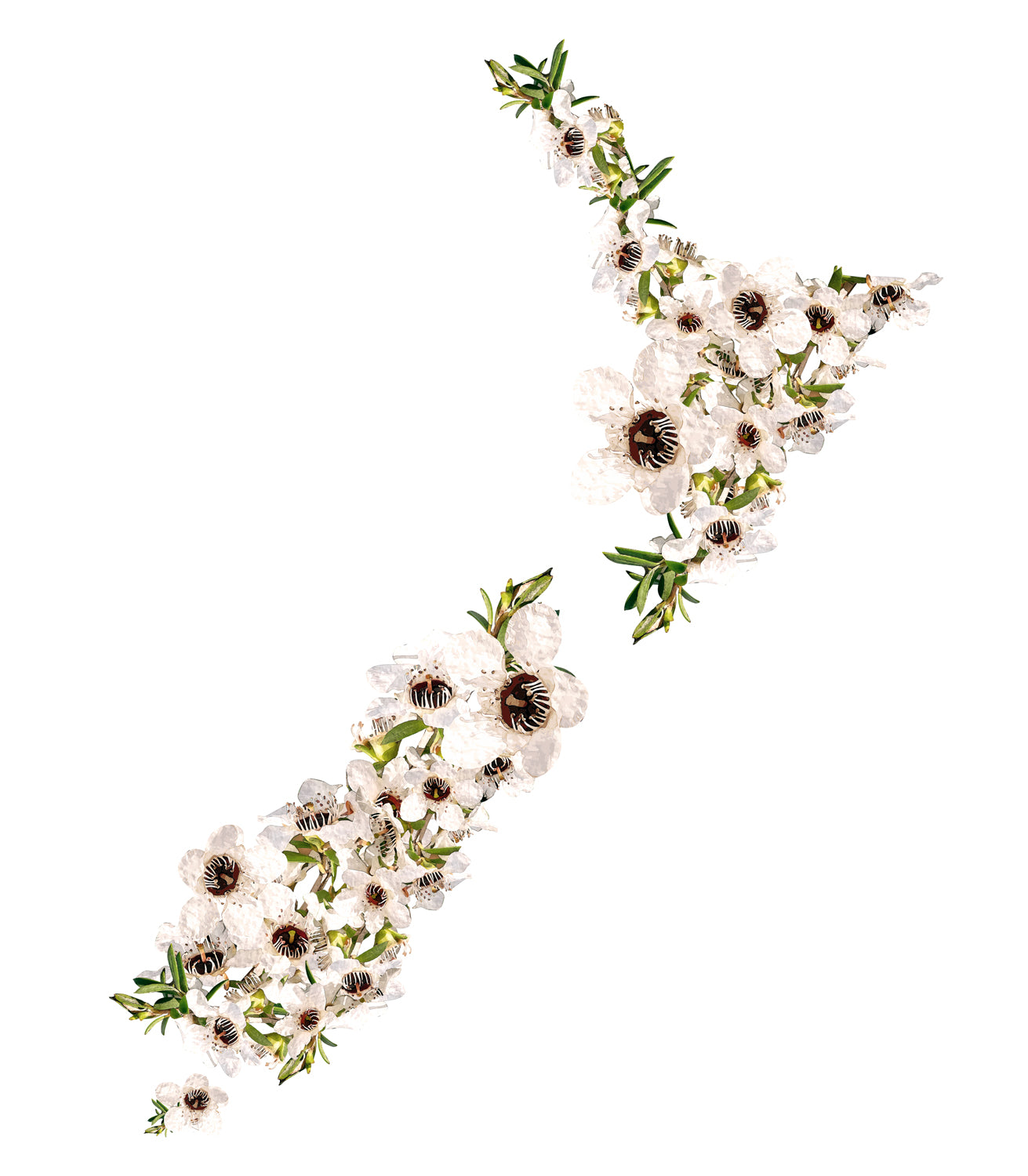 NZ Manuka Map Wall Decal Your Decal Shop Wall Decal NZ