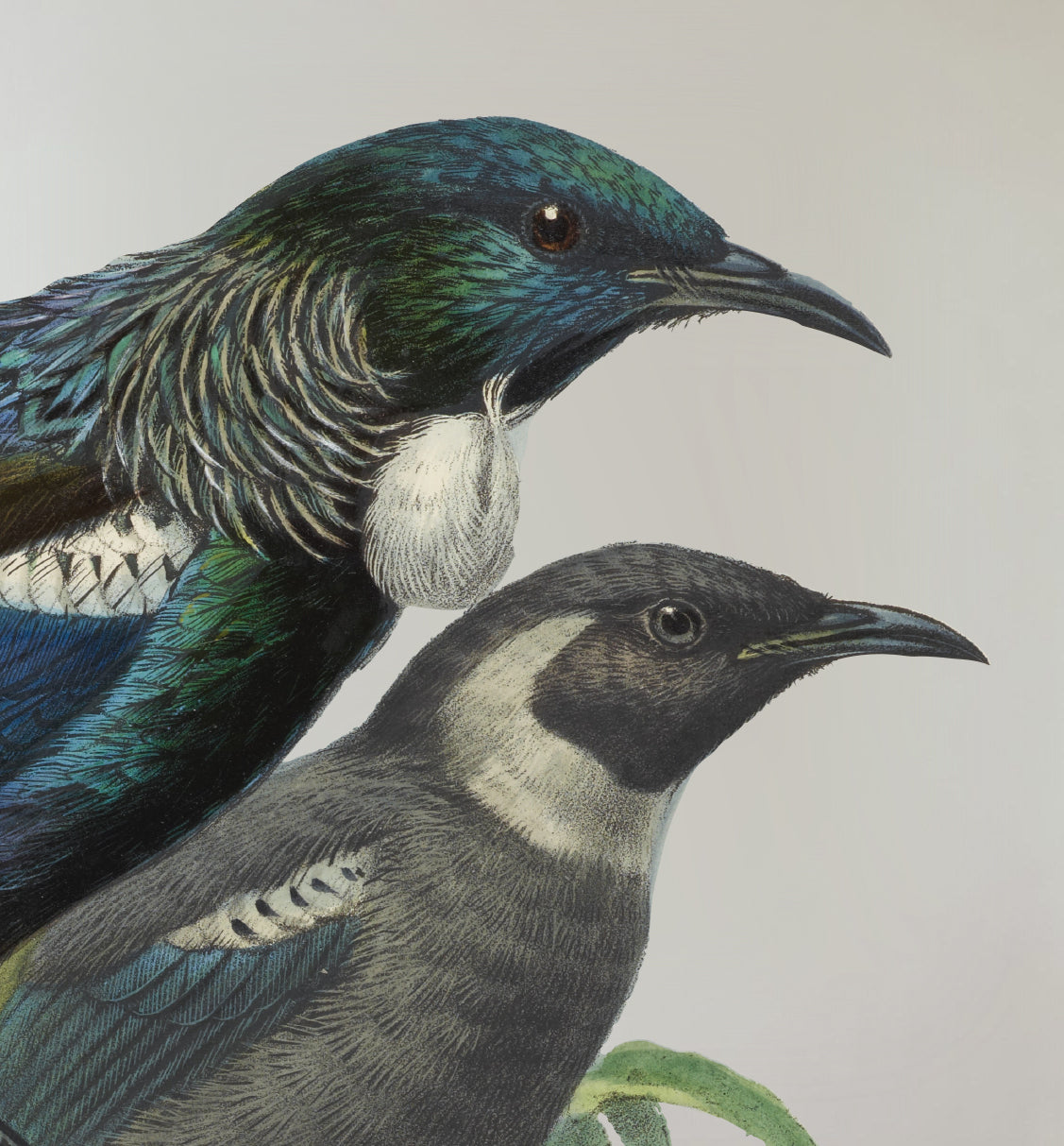 Tui Rua Wall Decal