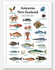 NZ Fish Species Art Print