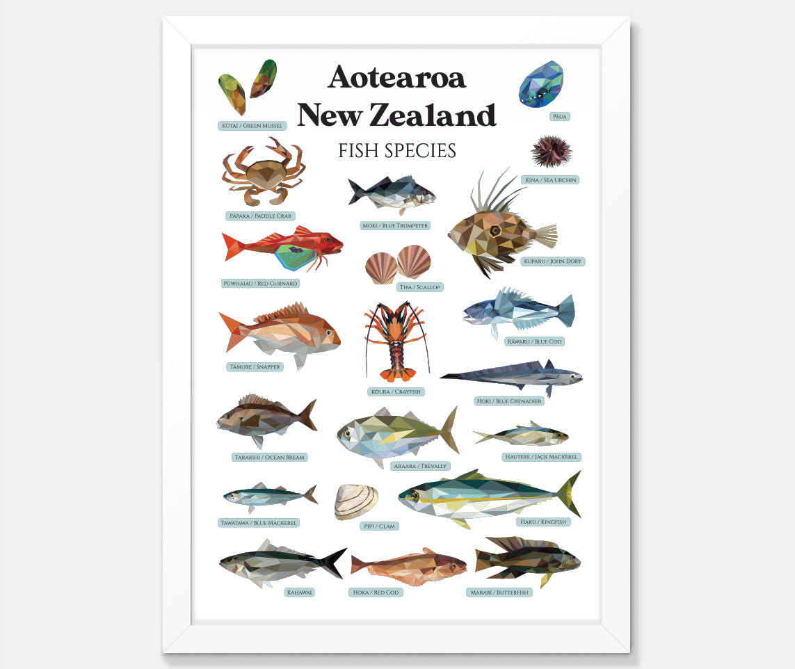 NZ Fish Species Art Print